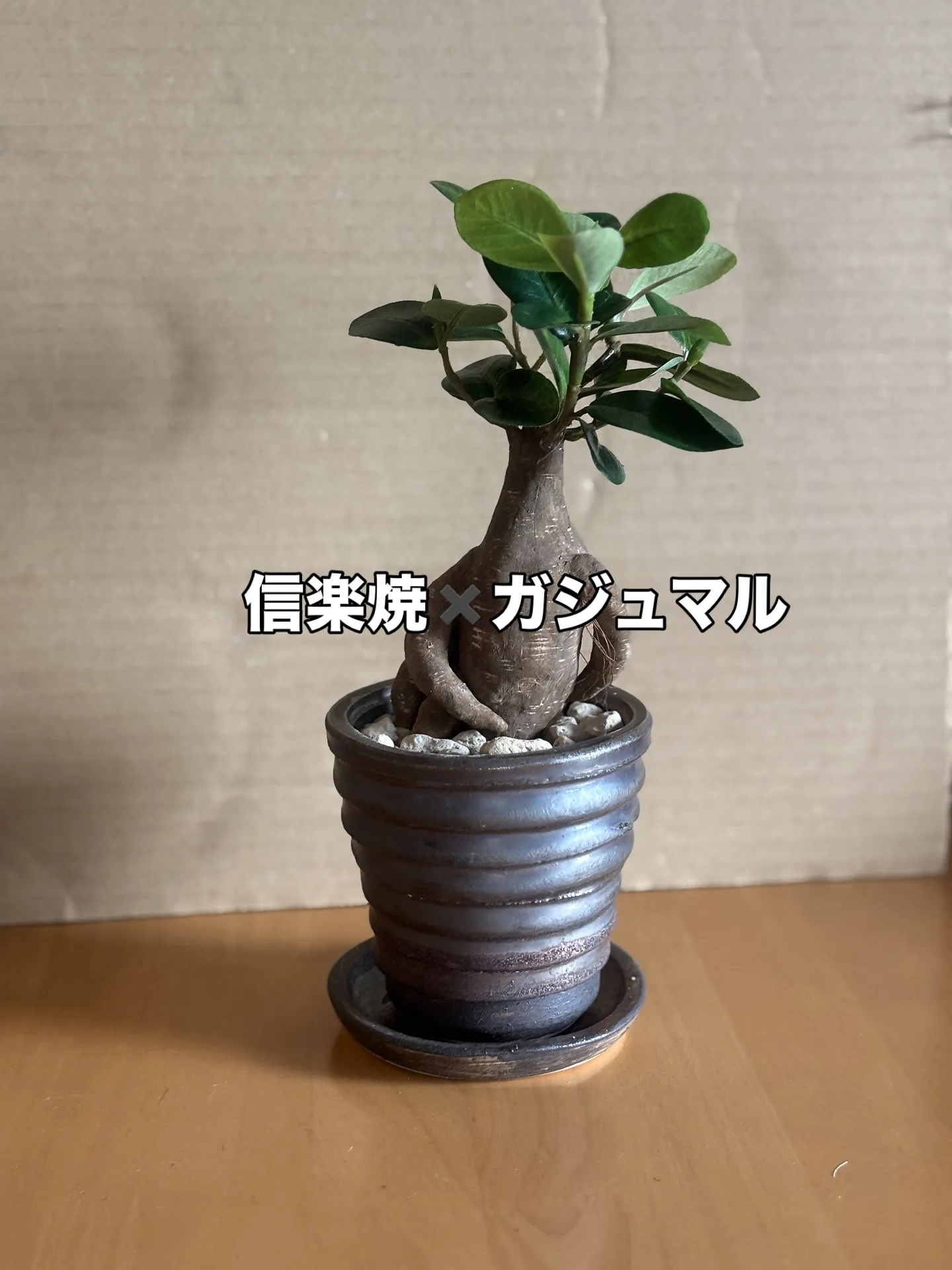 Newガジュマル 信楽焼とのコンビネーション