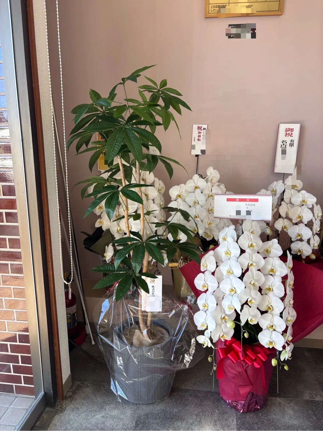 オフィスに最適なフェイクパキラ紹介